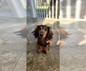 Dachshund Dogs for adoption in Fruitland, SC, USA