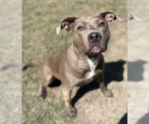 American Pit Bull Terrier-Unknown Mix Dogs for adoption in Virginia Beach, VA, USA