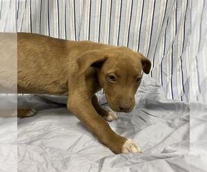 American Pit Bull Terrier-Unknown Mix Dogs for adoption in Modesto, CA, USA