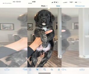 Labrador Retriever-Unknown Mix Dogs for adoption in San Diego, CA, USA
