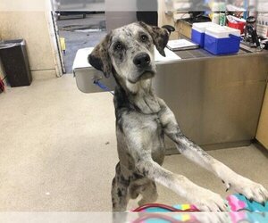 Catahoula Leopard Dog Dogs for adoption in Riverside, CA, USA