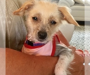 Mutt Dogs for adoption in Lansing, MI, USA