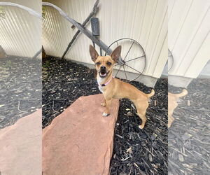 Chihuahua Dogs for adoption in Sandy, UT, USA