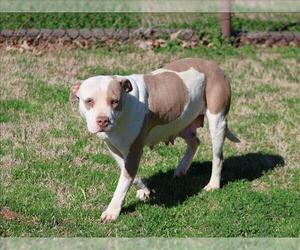 Mutt Dogs for adoption in Grovetown, GA, USA