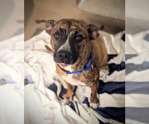 American Staffordshire Terrier Dogs for adoption in Fort Lauderdale, FL, USA