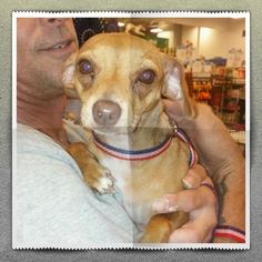 Beagle Dogs for adoption in Silverlake, WA, USA
