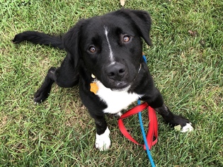 Borador Dogs for adoption in Jarrettsville, MD, USA