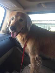 Golden Retriever Dogs for adoption in Phoenix , AZ, USA