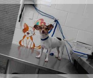 Chihuahua Dogs for adoption in San Bernardino, CA, USA