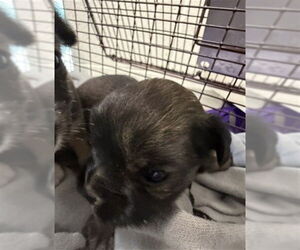 Mutt Dogs for adoption in San Bernardino, CA, USA