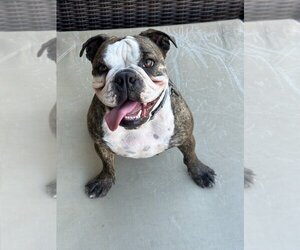Medium Photo #1 Bulldog Puppy For Sale in Chandler, AZ, USA
