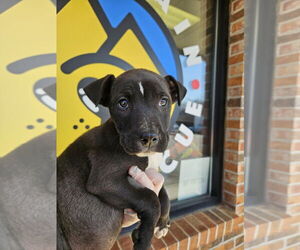 Mutt Dogs for adoption in Candler, NC, USA