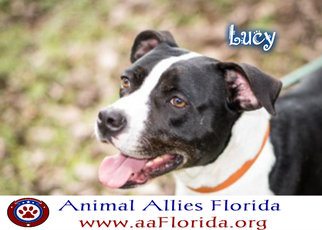 American Pit Bull Terrier-Labrador Retriever Mix Dogs for adoption in Pensacola, FL, USA