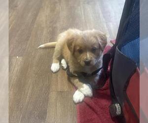 Chow Chow-Unknown Mix Dogs for adoption in San Antonio, TX, USA