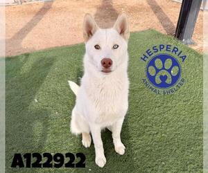 Siberian Husky-Unknown Mix Dogs for adoption in HESPERIA, CA, USA