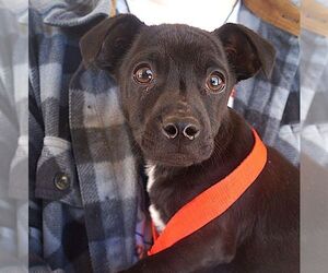 Mutt Dogs for adoption in Carrollton, TX, USA