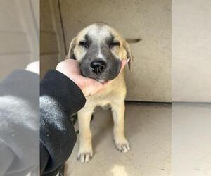 Anatolian Shepherd-Unknown Mix Dogs for adoption in Oklahoma City, OK, USA