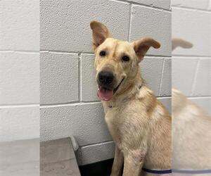 German Shepherd Dog-Unknown Mix Dogs for adoption in Corpus Christi, TX, USA