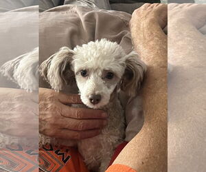 Poodle (Toy)-Unknown Mix Dogs for adoption in Pittsburg, CA, USA