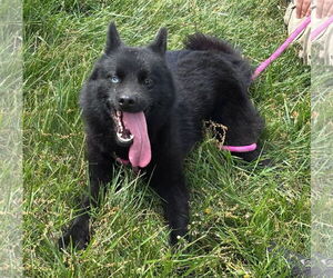 Huskies -Pomeranian Mix Dogs for adoption in Rustburg, VA, USA