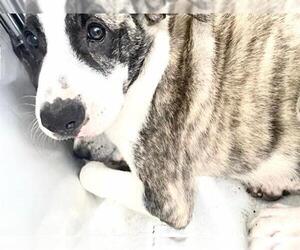 Catahoula Leopard Dog-Saint Bernard Mix Dogs for adoption in Houston, TX, USA