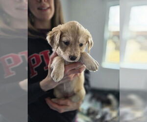 Australian Shepherd-Catahoula Leopard Dog Mix Dogs for adoption in Aurora, IN, USA