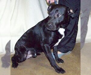 Borador Dogs for adoption in Grantville, PA, USA