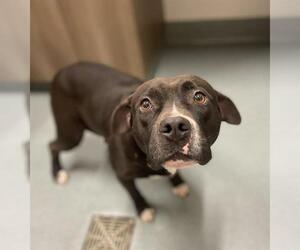 American Pit Bull Terrier Dogs for adoption in Baytown, TX, USA