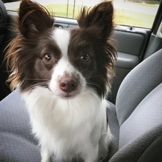 Papillon Dogs for adoption in Kenner, LA, USA