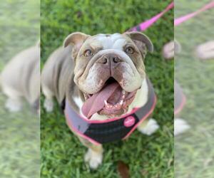 Bulldog Dogs for adoption in Fair Oaks, CA, USA
