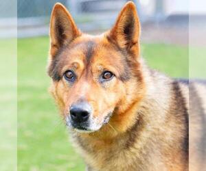 German Shepherd Dog Dogs for adoption in Camarillo, CA, USA