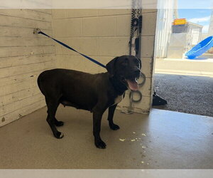 Labrador Retriever-Unknown Mix Dogs for adoption in San Bernardino, CA, USA