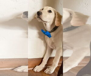 Labrador Retriever-Unknown Mix Dogs for adoption in Phoenix, AZ, USA