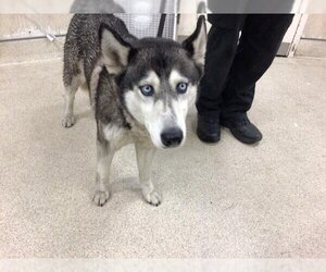 Siberian Husky Dogs for adoption in Riverside, CA, USA