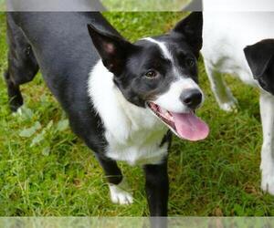 Mutt Dogs for adoption in Tallahassee, FL, USA