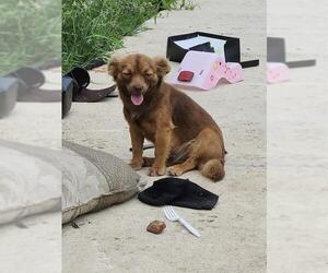 Chihuahua-Unknown Mix Dogs for adoption in San Antonio, TX, USA