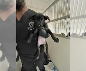 Labrador Retriever-Unknown Mix Dogs for adoption in Sugar Land, TX, USA