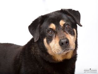 Rottweiler Dogs for adoption in Franklin, TN, USA