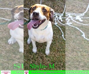 American Staffordshire Terrier-Beagle Mix Dogs for adoption in Pensacola, FL, USA
