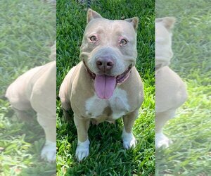 American Pit Bull Terrier Dogs for adoption in Davie, FL, USA