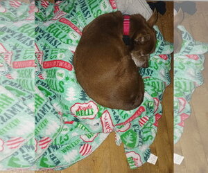 Chihuahua-Unknown Mix Dogs for adoption in New London, WI, USA