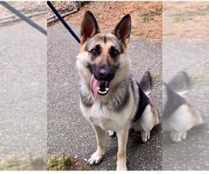 German Shepherd Dog Dogs for adoption in Rolesville, NC, USA