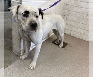 Mutt Dogs for adoption in San Bernardino, CA, USA