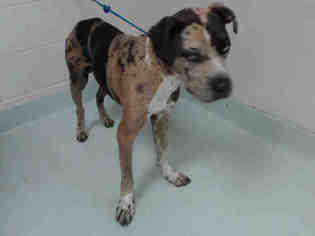 Catahoula Leopard Dog Dogs for adoption in Pasadena, TX, USA