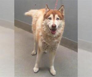 Siberian Husky-Unknown Mix Dogs for adoption in Las Vegas, NV, USA
