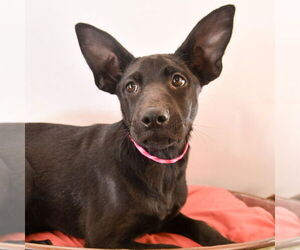 Australian Kelpie-German Shepherd Dog Mix Dogs for adoption in Sheridan, CO, USA