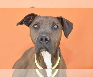 American Pit Bull Terrier Dogs for adoption in Pasadena, CA, USA