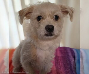 Mutt Dogs for adoption in Social Circle, GA, USA