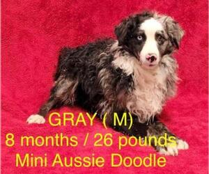 Aussiedoodle Miniature  Dogs for adoption in pomfret, CT, USA
