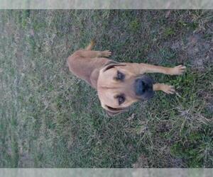 Black Mouth Cur-Unknown Mix Dogs for adoption in CRESCENT CITY, FL, USA